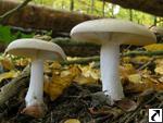 Clitocybe nebularis