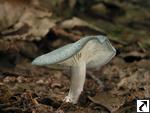 Clitocybe odora