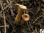 Clitocybe sinopica