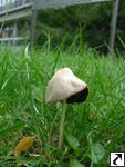 Conocybe lactea