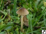 Conocybe subovalis