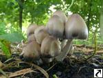 Coprinus atramentarius