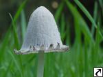 Coprinus cinereofloccosus