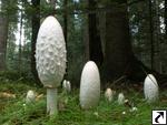 Coprinus comatus