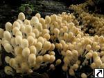 Coprinus disseminatus