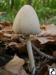 Coprinus domesticus