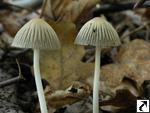 Coprinus impatiens