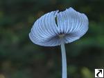 Coprinus lagopus