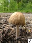 Coprinus micaceus