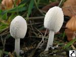 Coprinus niveus