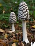 Coprinus picaceus