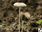 Coprinus plicatilis