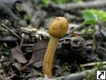 Cordyceps gracilis