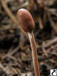 Cordyceps larvicola