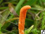 Cordyceps militaris