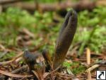 Cordyceps ophioglossoides