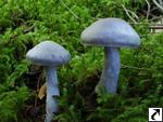 Cortinarius alboviolaceus