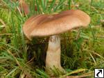 Cortinarius caninus