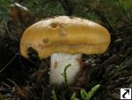 Cortinarius allutus