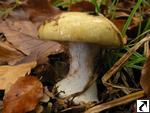 Cortinarius anserinus