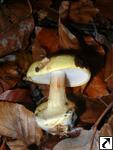 Cortinarius calochrous