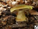 Cortinarius citrinus