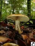 Cortinarius elegantissimus