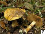 Cortinarius splendens