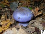 Cortinarius terpsichores