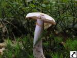 Cortinarius azureus