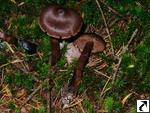 Cortinarius brunneus