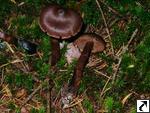 Cortinarius brunneus