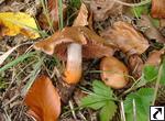 Cortinarius buillardii