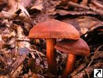 Cortinarius cinnabarinus