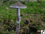 Cortinarius evernius