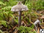 Cortinarius flexipes