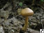 Cortinarius hinnuleus