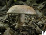 Cortinarius torvus