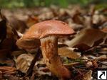 Cortinarius bolaris