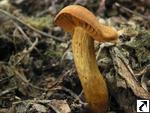 Cortinarius orellanus