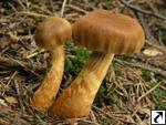 Cortinarius rubellus