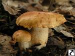 Cortinarius rubicundulus