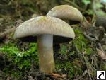 Cortinarius infractus