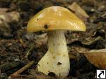 Cortinarius olidus