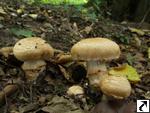 Cortinarius pseudovulpinus