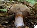 Cortinarius variecolor