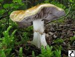 Cortinarius varius