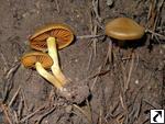 Cortinarius cinnamomeus