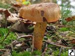 Cortinarius purpureus