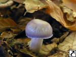 Cortinarius salor